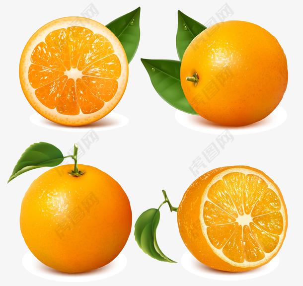 写实橘子矢量素材