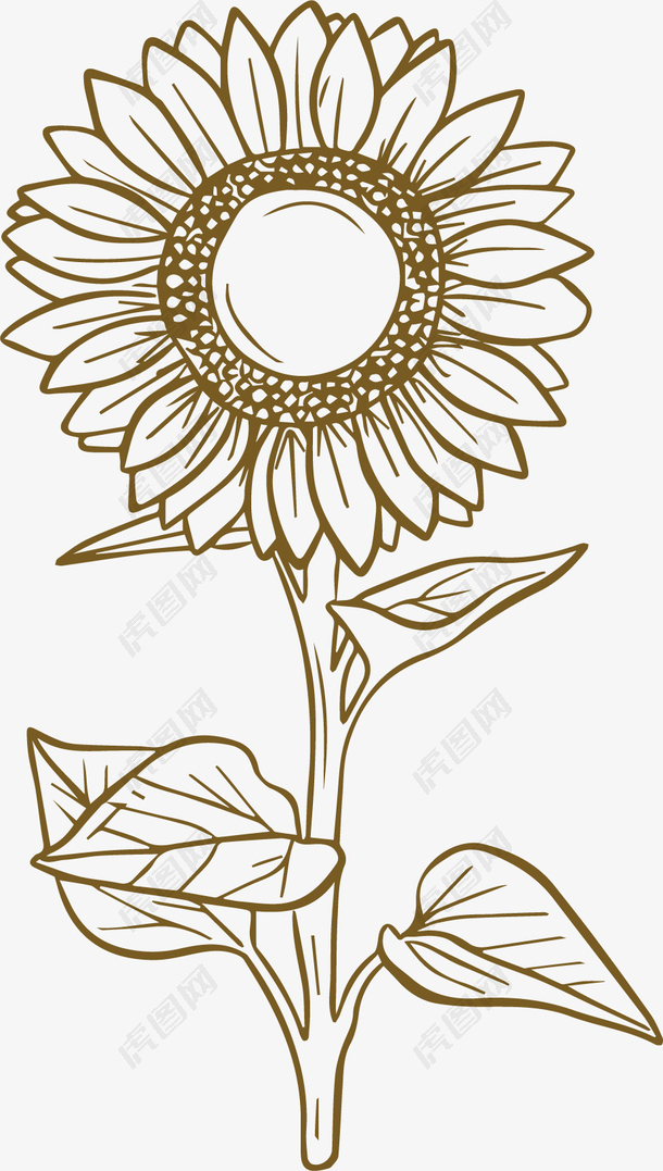手绘素描向日葵花朵