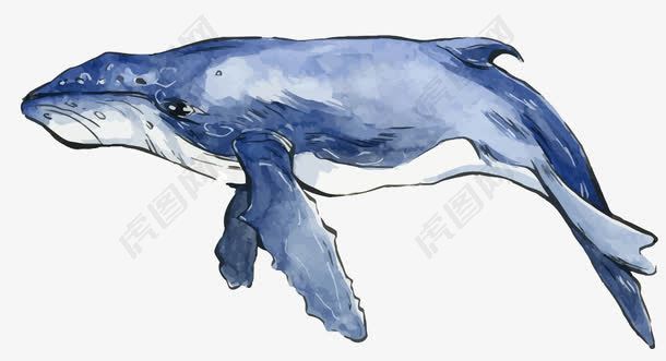 矢量蓝色水彩鲸鱼