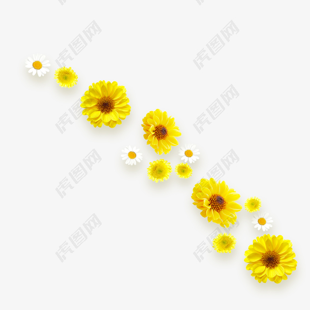 重阳节黄色菊花朵装饰免下载