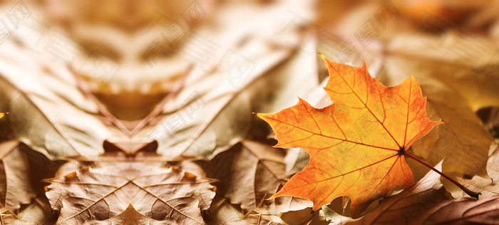秋天在地上的落叶特写海报背景