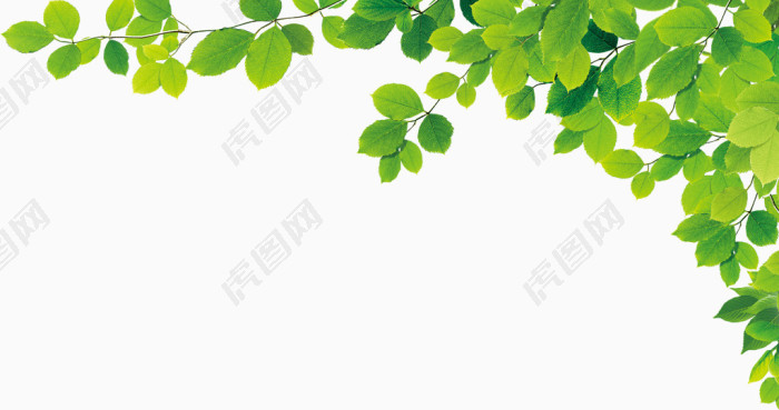 绿色树叶边角装饰