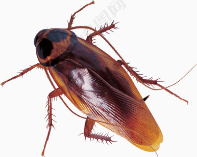 棕色蟑螂虫子