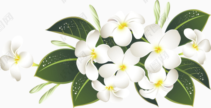 精致白色花