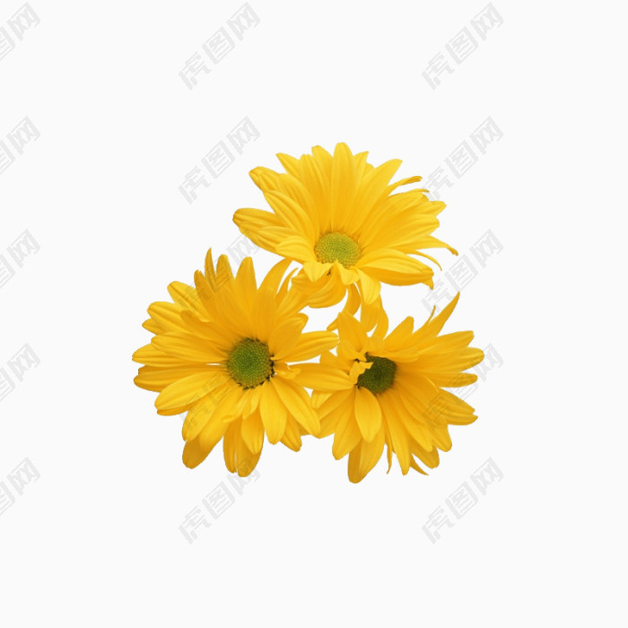 植物黄色花朵菊花