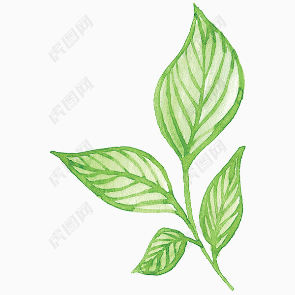 手绘水彩绿色叶子植物图片