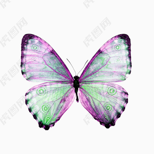 炫紫色的蝴蝶